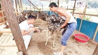 鸵鸟太调皮了竟然偷溜出鸵鸟棚了 还好被姐夫及时发现抓回来了