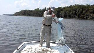 Shrimping On The St. Johns River Florida