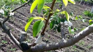 Прививка Вишня Черешня Персик Груша Яблоня Слива Алыча подвой привой Cherry Peach Pear Apple Plum