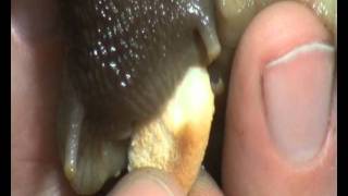 Achatina reticulata Gigant maškrtí