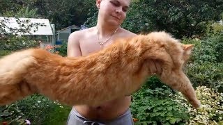 Наш рыжий кот.