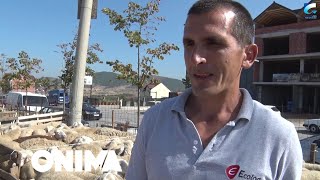 Qytetarët të interesuar për të prerë kurban në Natën e Madhe të Kurban Bajramit