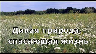 Дикая природа, спасающая жизнь