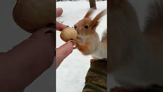 Симпатичная, милая белочка / Cute, cute squirrel