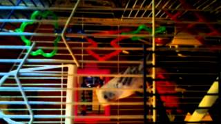 Budgie/Parakeet mating call
