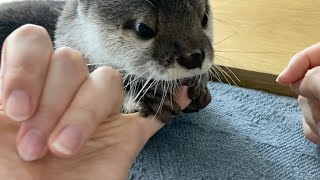 ノリで飼い主を噛んでしまって「まあまあ」の精神でその場を乗り切ろうとするカワウソ An otter that bites its owner by mistake