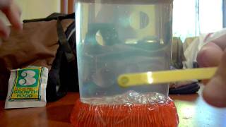 How To Make Sea-Monkeys Part 3