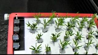 太陽能水耕浮島 Solar aquaponics