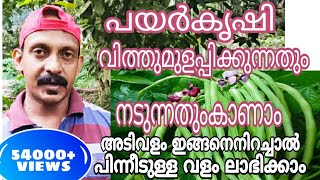 പയർകൃഷി | വിത്ത് മുളപ്പിച്ച് നടുന്നതാണ് നല്ലത്‌ |Long Beans Cultivation | Payar Krishi | Malayalam |