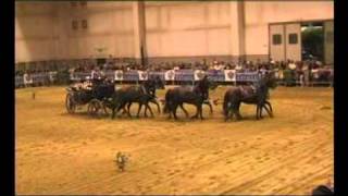 travagliato cavalli 2011 pillole 1