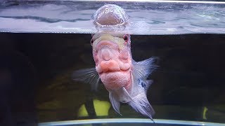 10th Month Update – My Flowerhorn’s Hump (Kok) Shrunk
