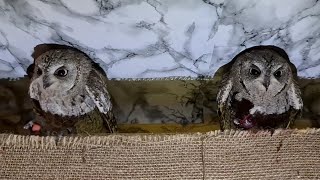 Совята пробуют черешню. Самая вкусная ягодка!