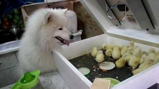 самоед и цыплята