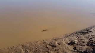 Рыбалка на реке Вахш (Fishing in the Vakhsh river)