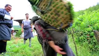 Peach farm in Bhutan: hard working farmer's family manages homestead, kids sell after school
