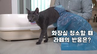 화장실 청소할 때 고양이의 반응은?
