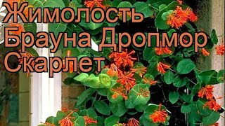Жимолость брауна Дропмор Скарлет ? обзор: как сажать, саженцы жимолости Дропмор Скарлет