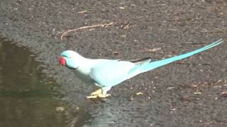 happy blue bird lucky blue bird happy bird hawaii honolulu waikiki 幸福青鳥 20170214