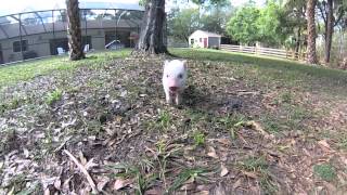 The Ham Cam