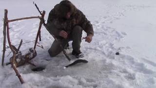 Greg ovens fish trap