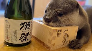 カワウソがカワウソのお酒を飲む！？ Otters drink otter alcohol!？