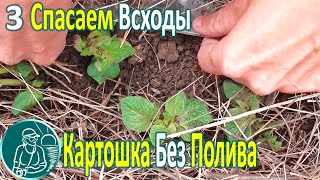 ???? Посадка картофеля без полива в жаре и засухе ⯇3⯈ Спасаем всходы картофеля