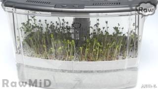 Инструкция проращивания спраутса (проростков) в спраутере Dream Sprouter Microfarm от RawMID