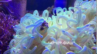 Краб анемоновый пятнистый (Neopetrolisthes maculatus)