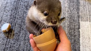 両手でそれぞれ物を運ぼうと文句言いながら苦戦するカワウソ Otter complaining and struggling to carry something with both hands