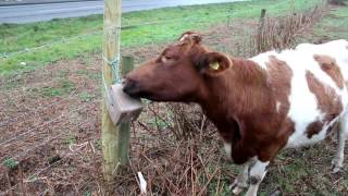 Cattle Mineral Block.
