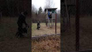 Расценка работы РЕЛ Кунак по подсадному медведю в одиночку Шатуновой В.В.