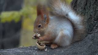 Белка с Глазиком и орех / Squirrel with an eye and a nut