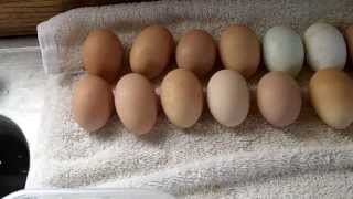 Egg Production Is Up: How I Manage Older And New Eggs.