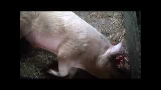 (Свинья)Забой и разделка.Pig-Correct killing pigs!!!Correcto matar cerdos!
