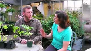 Grafted Tomatoes