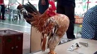 Ayam Serama Malaysia Pt:1/4