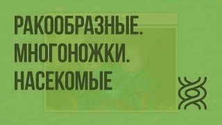 Ракообразные. Многоножки. Насекомые. Видеоурок по биологии 7 класс