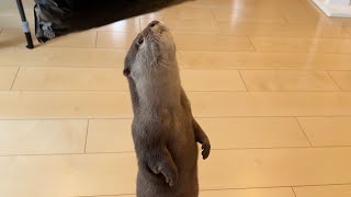 宅配便の荷物が自分の物かもしれないと思った時のカワウソの反応！otter when he thought a package from a courier was her's!
