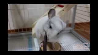 Long-Tailed Chinchilla bruxism 친칠라 찡이 이갈이