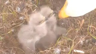 White Rock Eagle BC  4 16 17 600pm a good feeding
