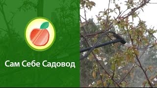 Опыление черешни