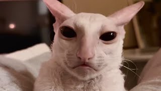 If a cat and alien had a baby
