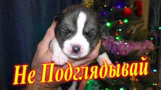 ?Невыносимые Хаски?
