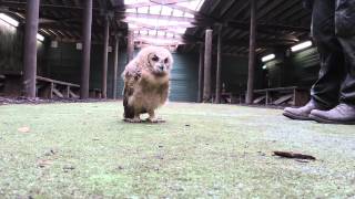 Hunting training for baby owl