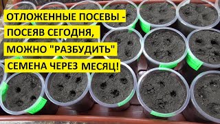 Сухой посев томатов - сеем сухие семена в сухой грунт! Зачем я так сею свои томаты?