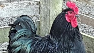 Chagada de ovos de Gigante Negro , do Criatorio Silva