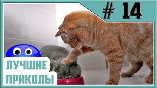 Приколы | Ржач до слёз  | 2016 Июль 18+ | Выпуск #14 | Лучшие видео #приколы (coub)