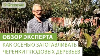 Как осенью заготавливать черенки плодовых деревьев