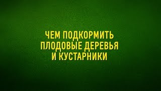 Чем подкормить плодовые деревья и кустарники