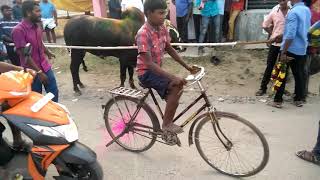 Jallikatu in Dharmapuri Pongal special